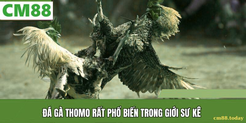 Chiến thuật cơ bản trong Đá gà thomo