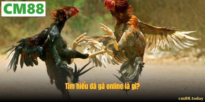 Giới thiệu tổng quan về Đá gà online