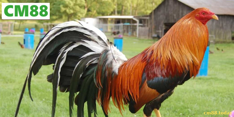 Giới thiệu tổng quan về Dòng Gà Sweater