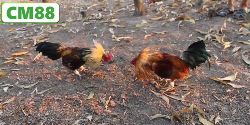 Những Mẹo Giúp Bạn Thắng Lớn Khi Cá Cược Đá Gà CM88